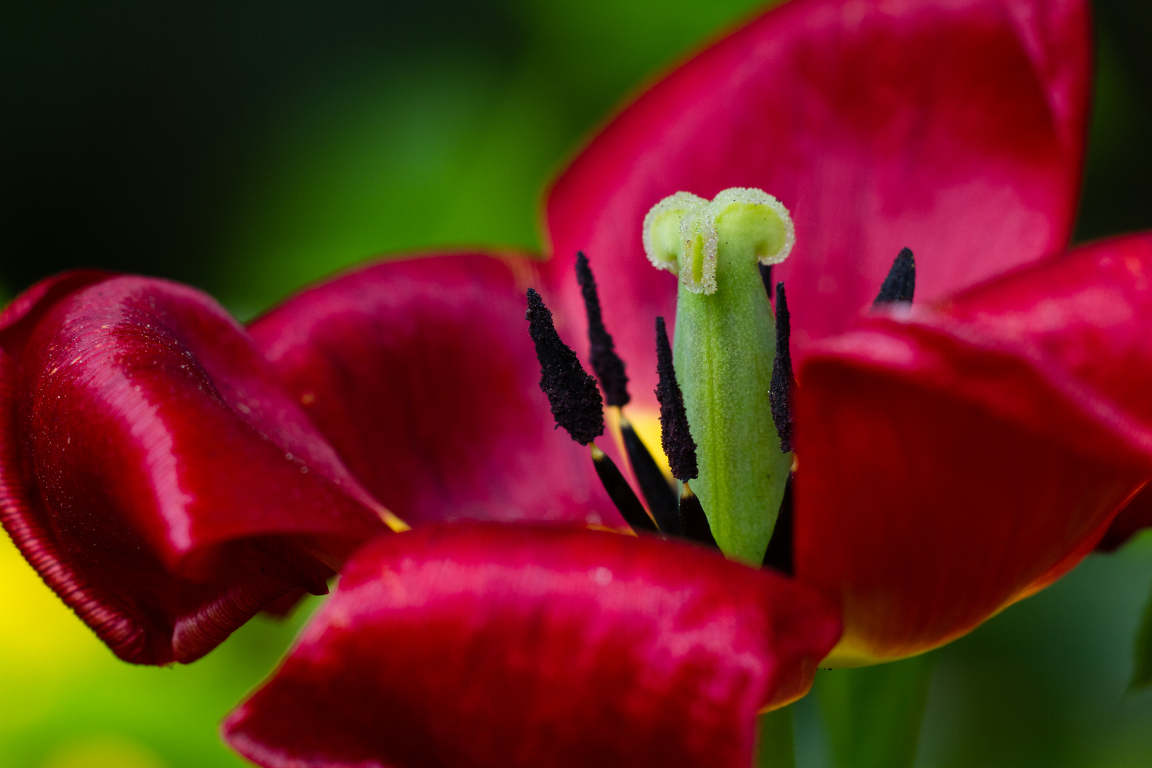 Tulpenblüte im Frühling