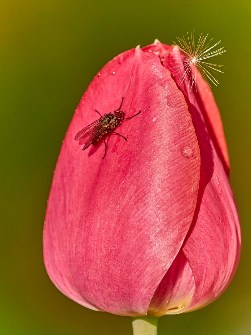 Tulpenblüte im Garten 