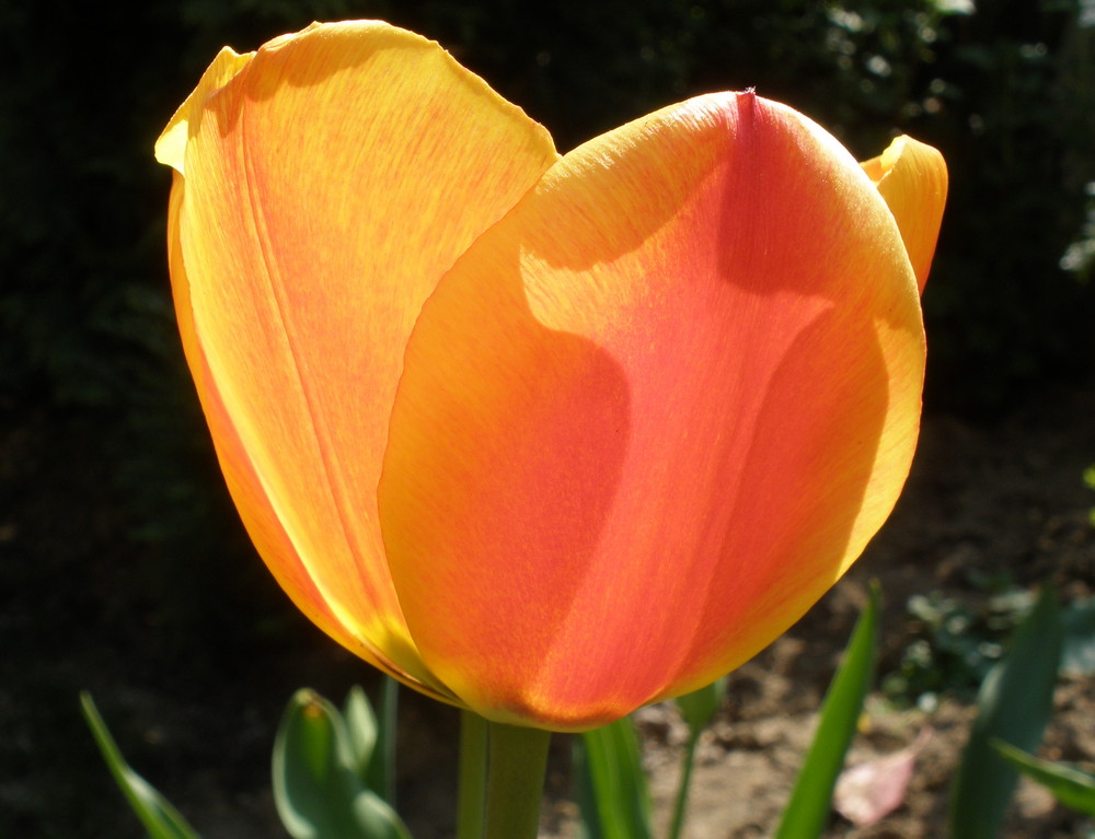 Tulpenblüte im Gegenlicht