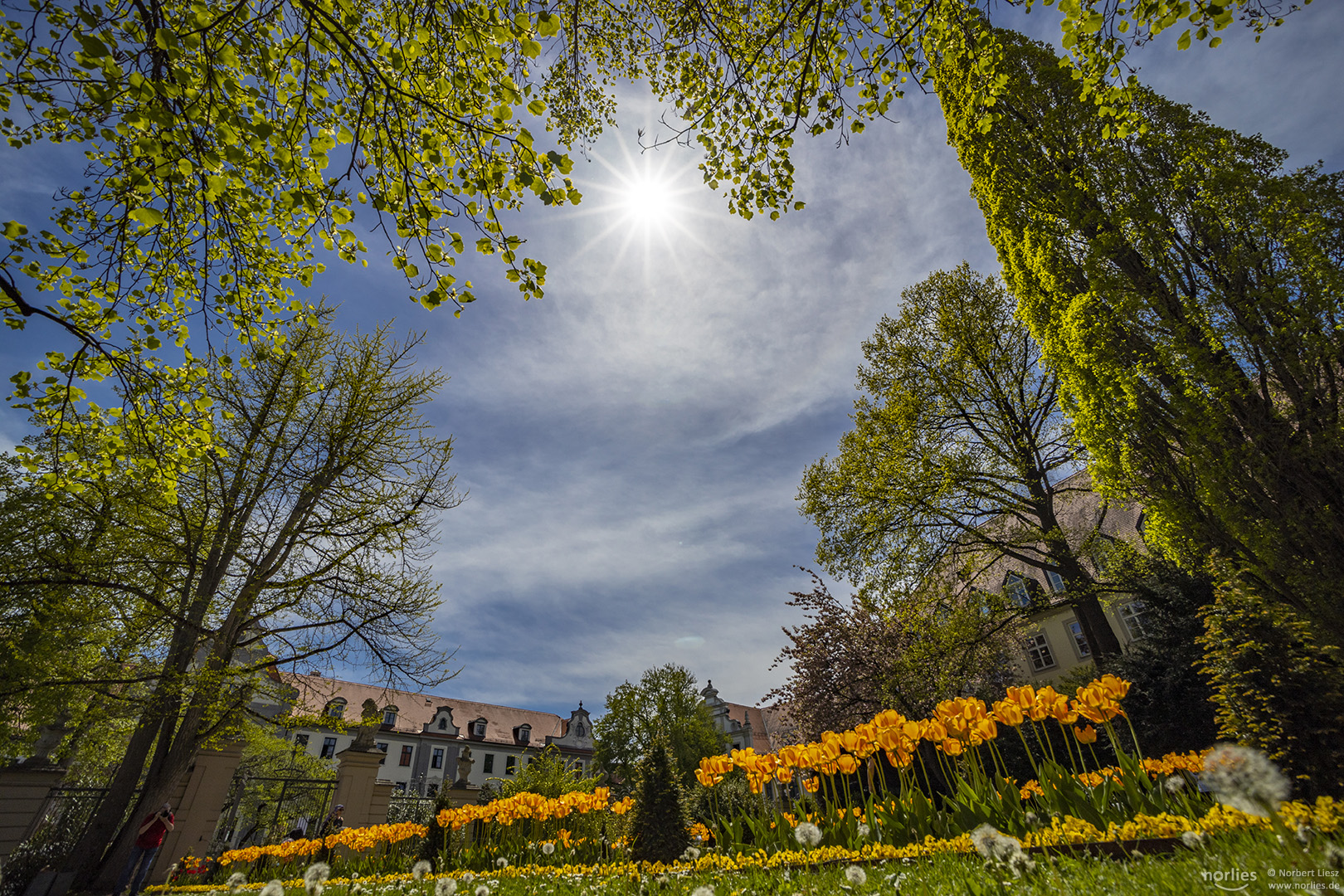 Tulpenblüte im Hofgarten