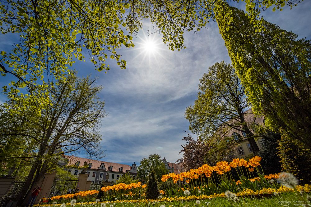 Tulpenblüte im Hofgarten