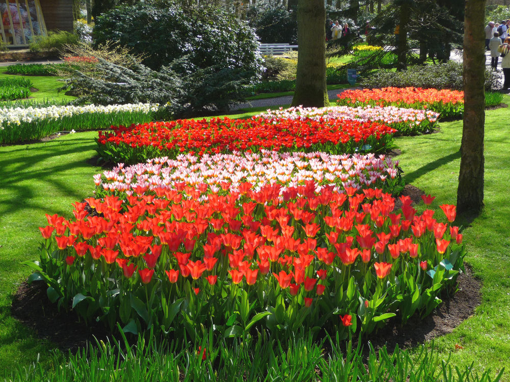 Tulpenblüte im Keukenhof