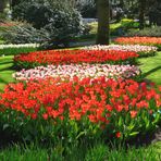 Tulpenblüte im Keukenhof