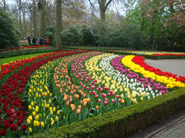 Tulpenblüte im Keukenhof