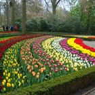 Tulpenblüte im Keukenhof