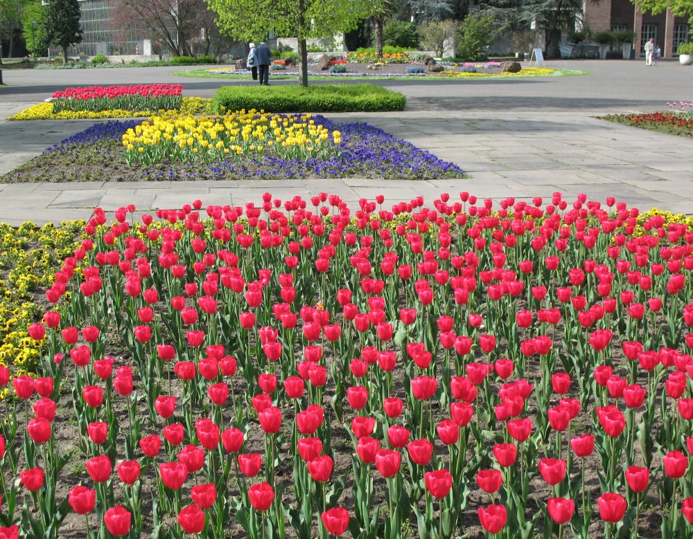 Tulpenblüte im Kölner Rheinpark