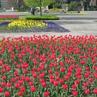 Tulpenblüte im Kölner Rheinpark