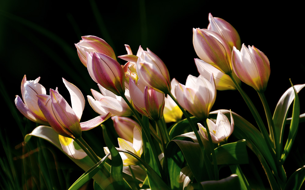 Tulpenblüte im März