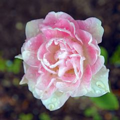 Tulpenblüte im Regen.