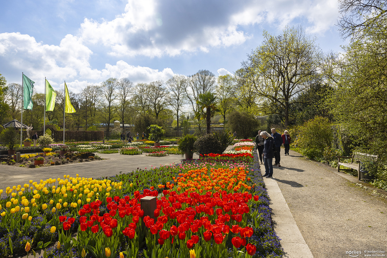 Tulpenblüte im Senkgarten