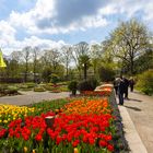 Tulpenblüte im Senkgarten