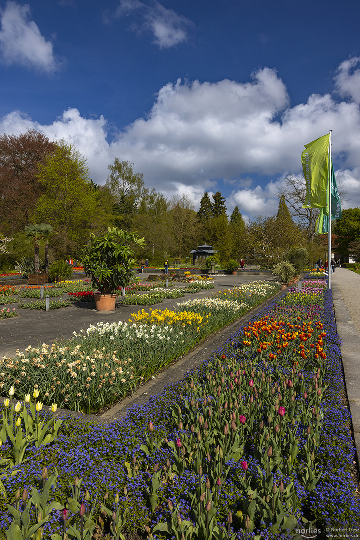 Tulpenblüte im Senkgarten