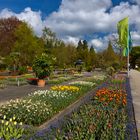 Tulpenblüte im Senkgarten