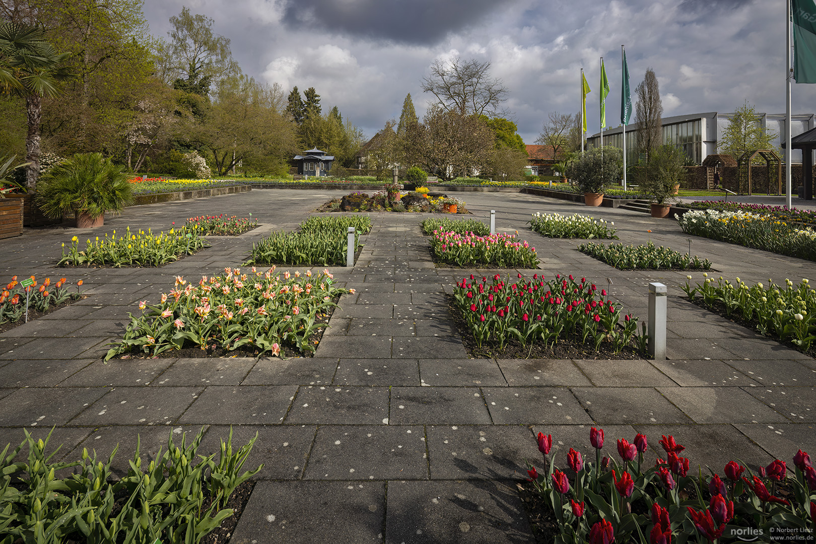 Tulpenblüte im Senkgarten