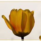 Tulpenblüte im Sonnenlicht