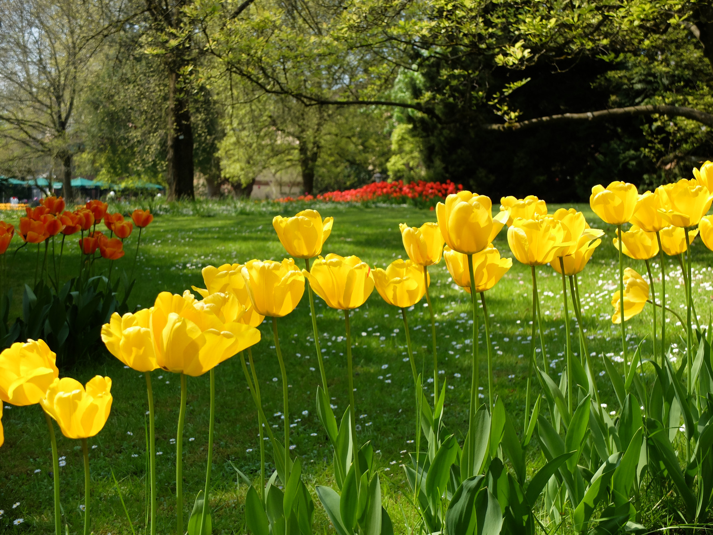 Tulpenblüte im Stadtpark von Lahr