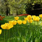 Tulpenblüte im Stadtpark von Lahr