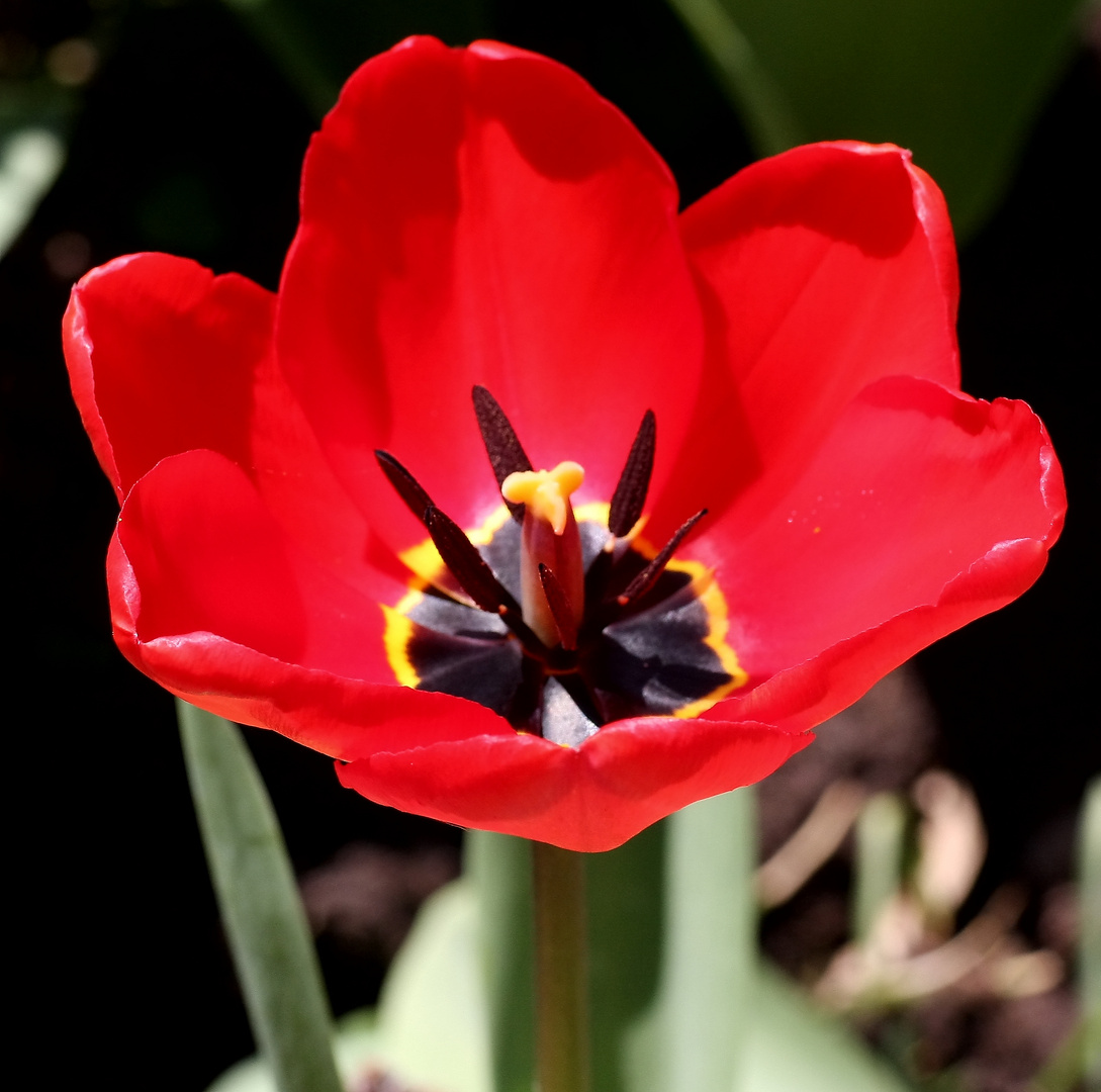 Tulpenblüte in Baunatal