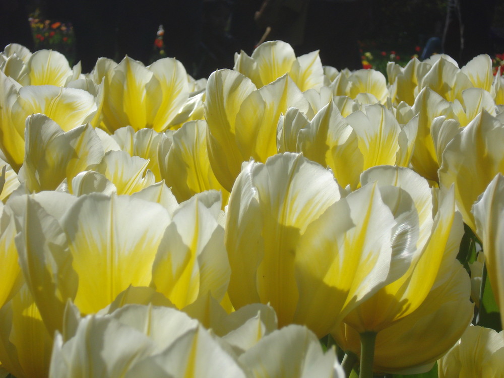 Tulpenblüte in Berlin