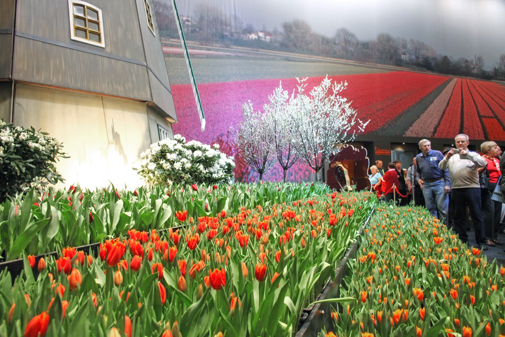 Tulpenblüte in Berlin im Januar !