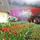 Tulpenblüte in Berlin im Januar !