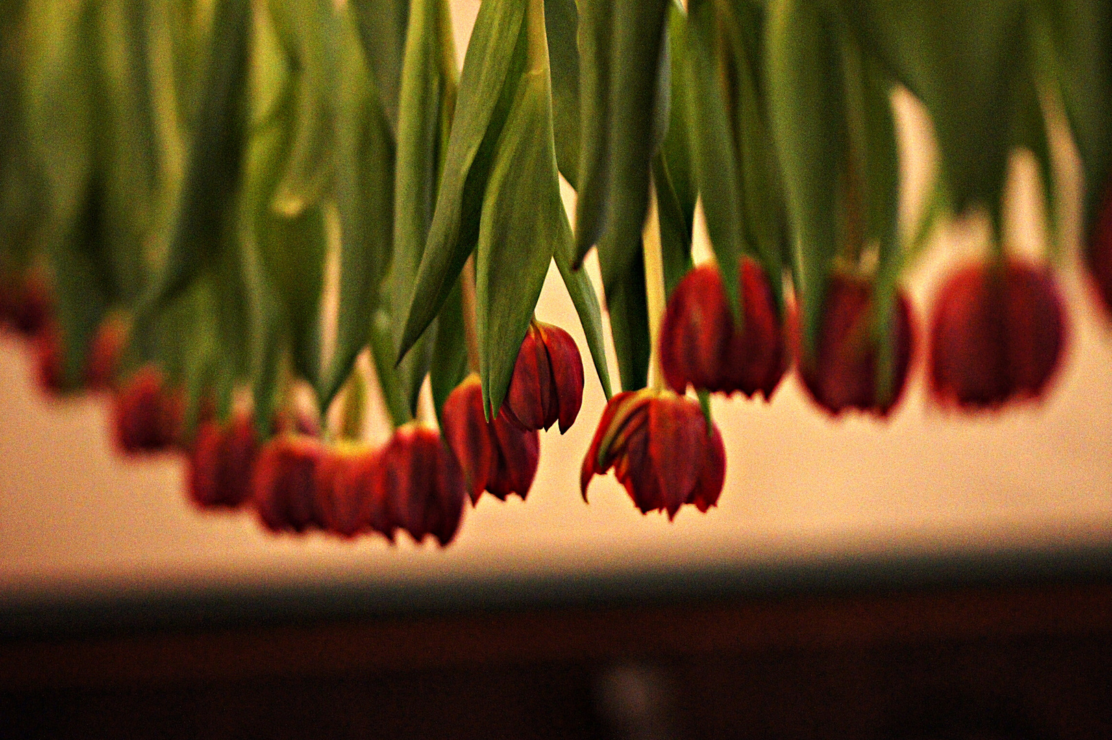 Tulpenblüte in der Gönninger Kirche