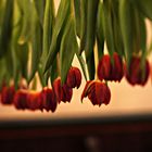 Tulpenblüte in der Gönninger Kirche