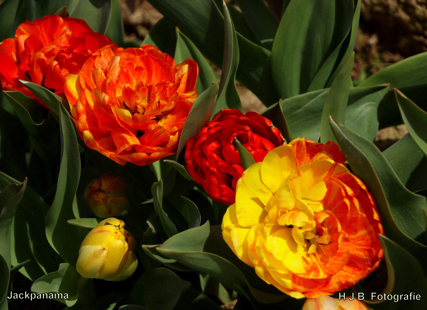 Tulpenblüte in Grevenbroich