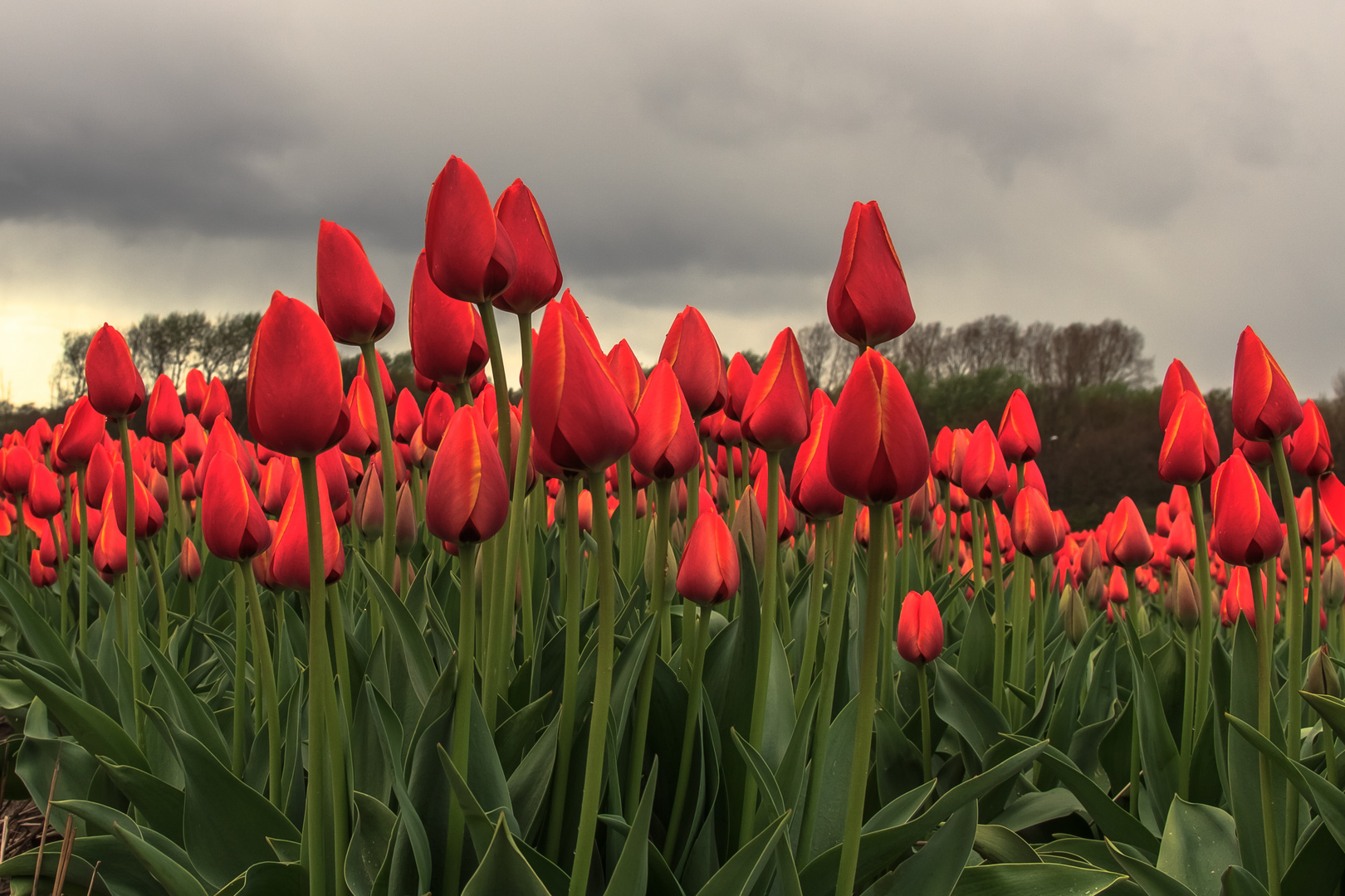 Tulpenblüte in Holland