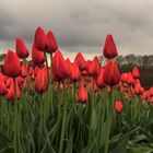 Tulpenblüte in Holland