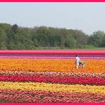 Tulpenblüte in Holland