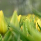 Tulpenblüte in Holland