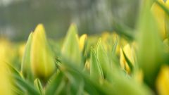 Tulpenblüte in Holland