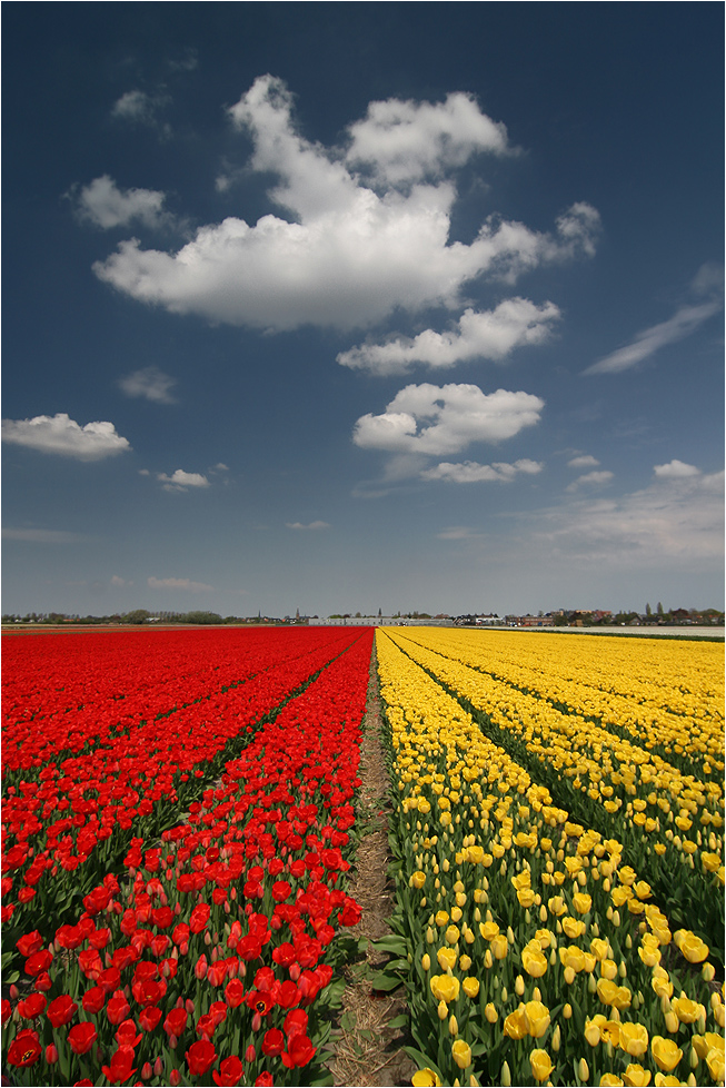 Tulpenblüte in Südholland