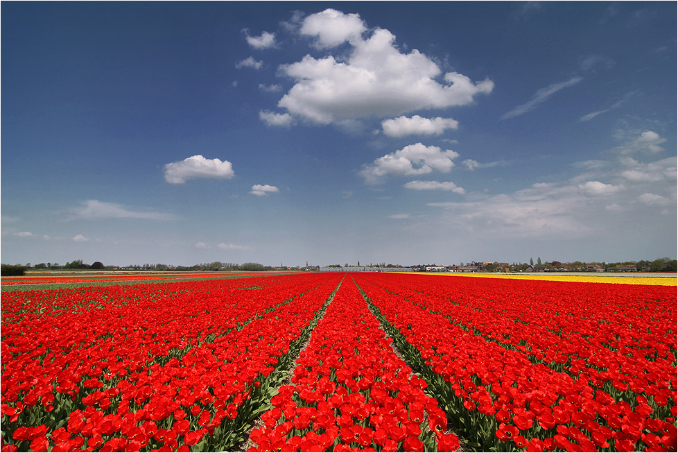 Tulpenblüte in Südholland (II)