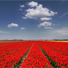 Tulpenblüte in Südholland (II)