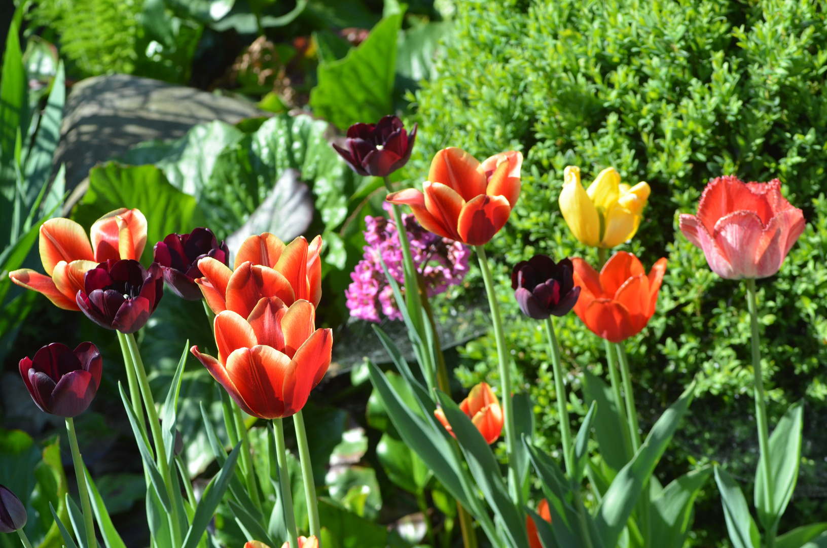 Tulpenblüte in unserem Garten Mai 2012