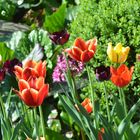 Tulpenblüte in unserem Garten Mai 2012