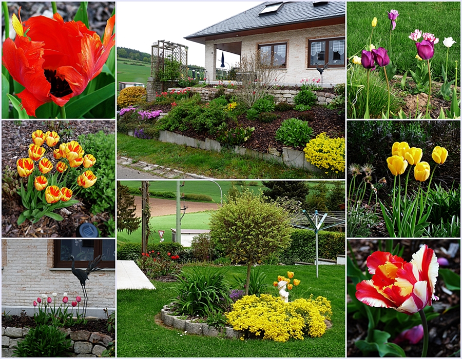 Tulpenblüte in unseren Garten 2