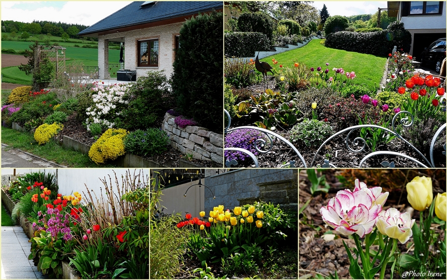 Tulpenblüte in unseren Garten