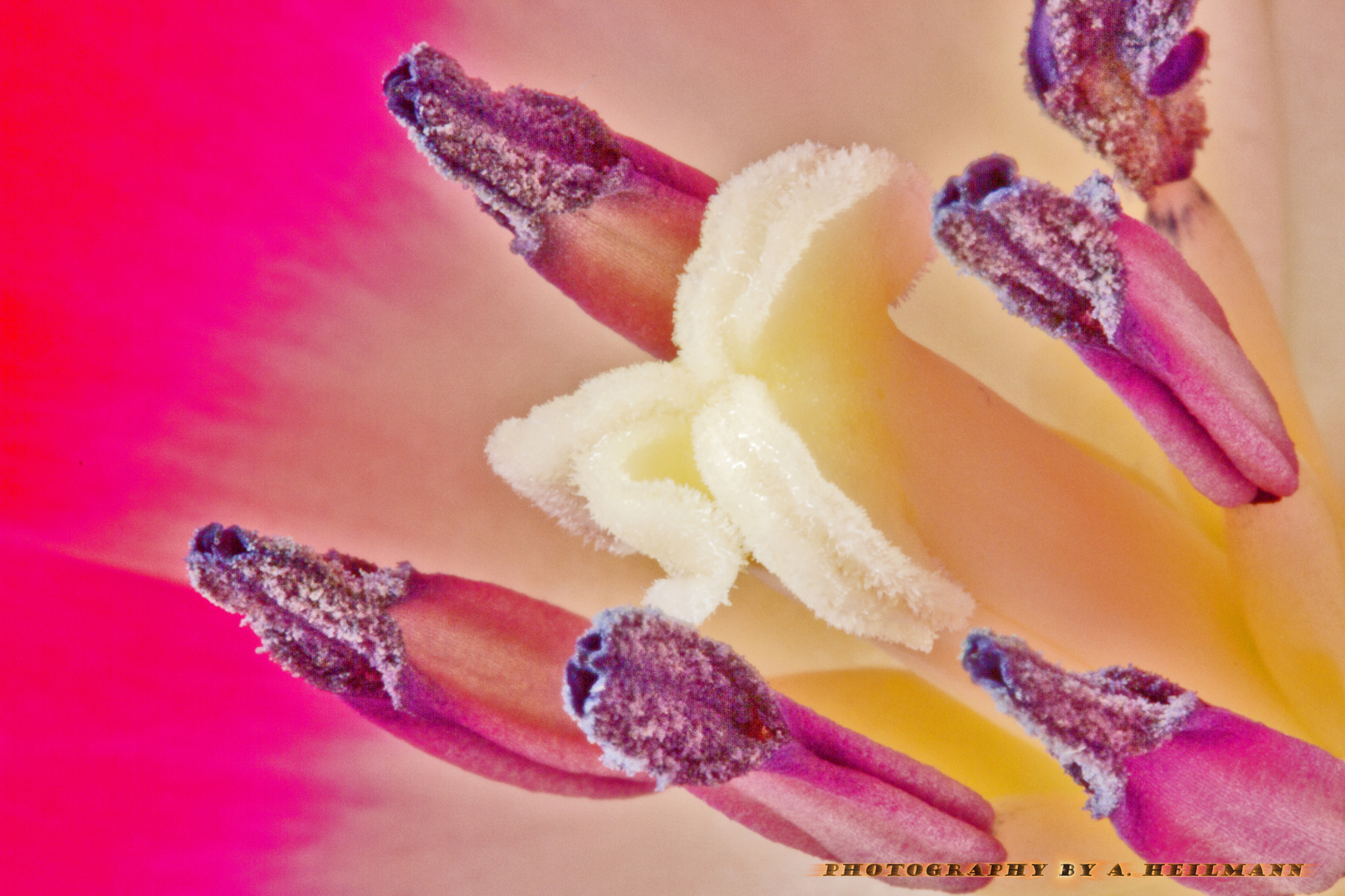 Tulpenblüte Makro