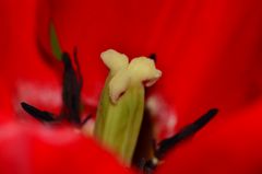 Tulpenblüte makro