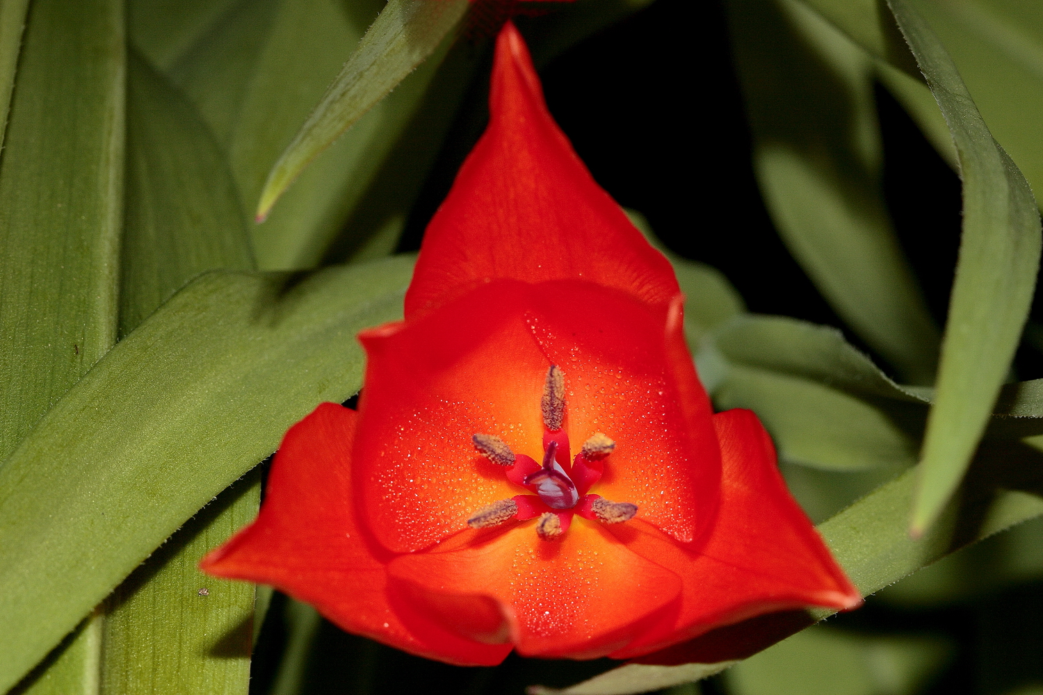 Tulpenblüte - mal ganz tief in die Augen gesehen