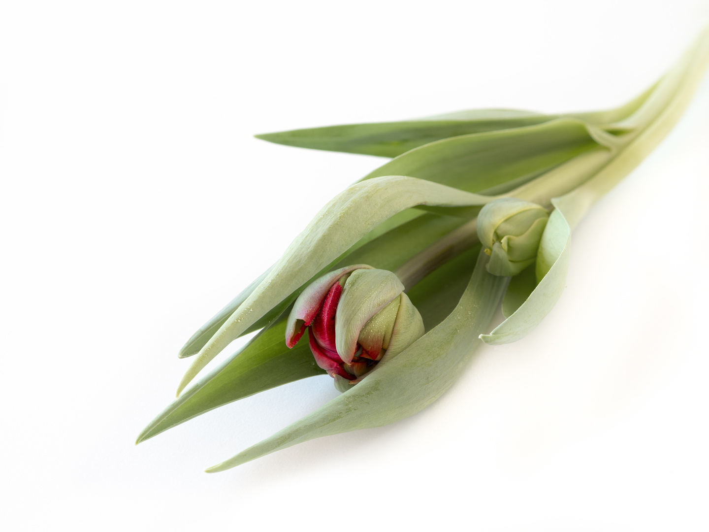 Tulpenblüte mit Knospe