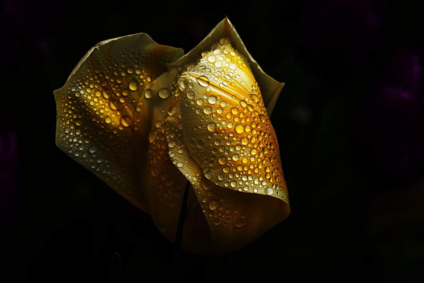 Tulpenblüte mit Regentropfen