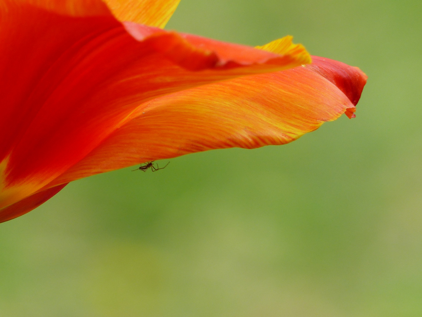 Tulpenblüte mit Spinne