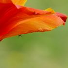 Tulpenblüte mit Spinne