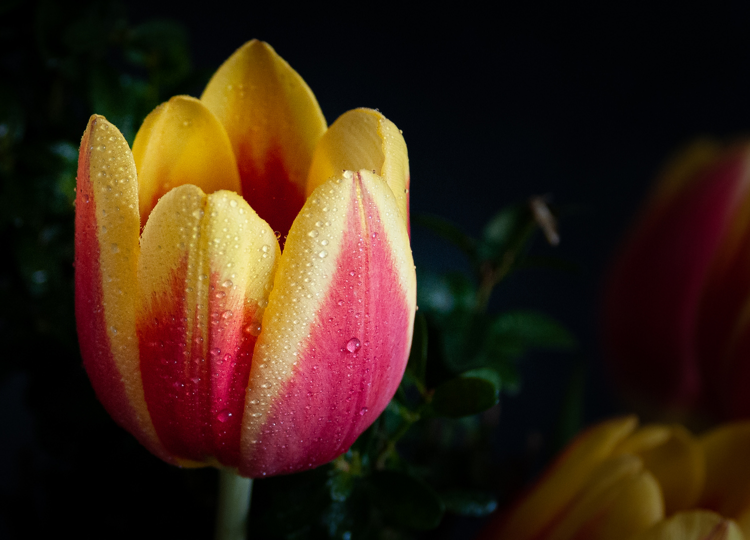 Tulpenblüte mit Wassertropfen