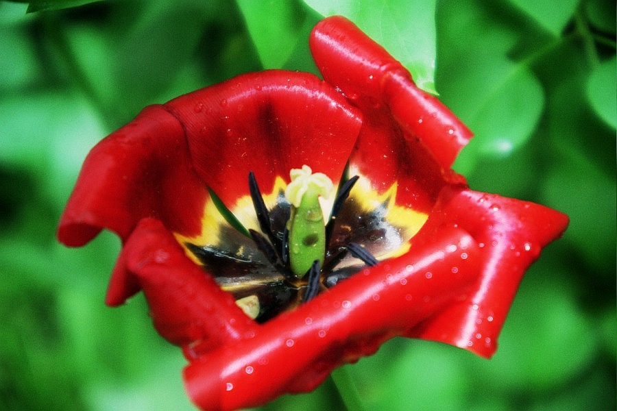 Tulpenblüte nach dem Regen