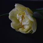 Tulpenblüte ... noch ein Versuch